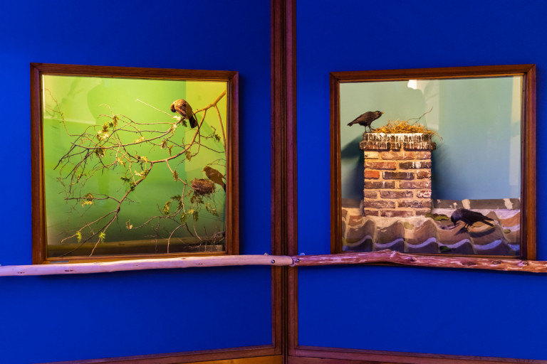 Een voorbeeld van twee diorama's op de vogelzaal