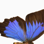 Detailfoto van een vlindervleugel